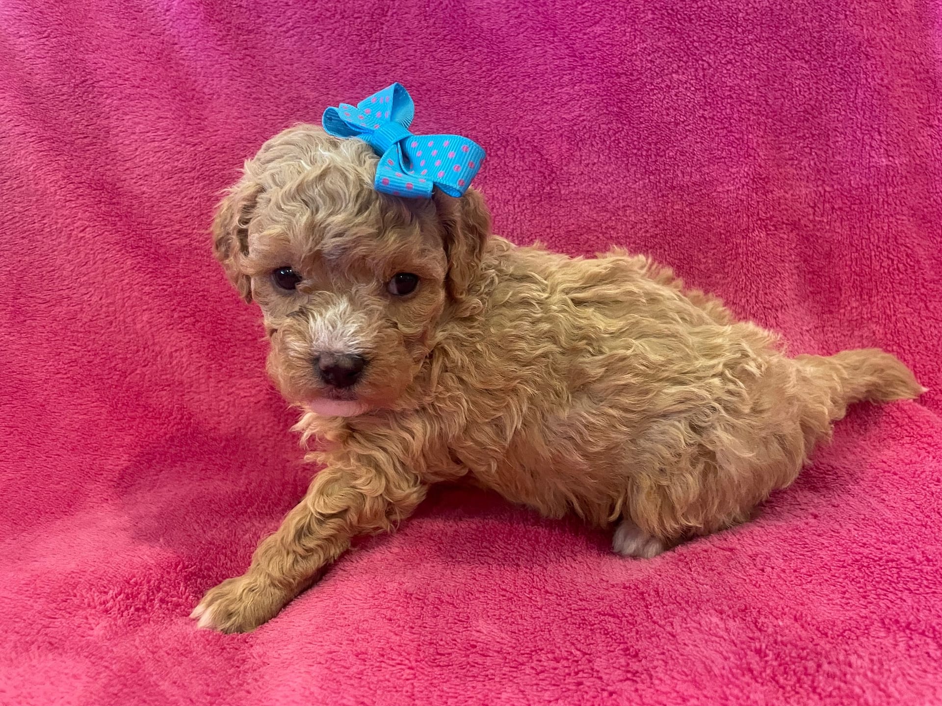 Bluey - AZ Poodle Doodles | Arizona Dog Breeders - Family Operated